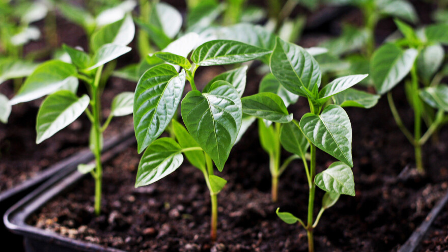 Rasađivanje paprike kad je temperatura zemljišta oko 23 stepena