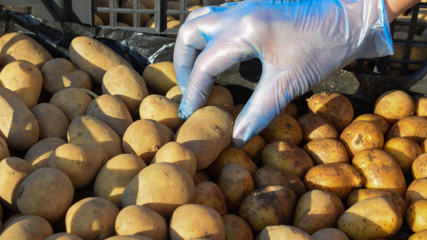 Za izgradnju skladišta za krumpir uručeno 12 ugovora vrijednih 53 milijuna kuna