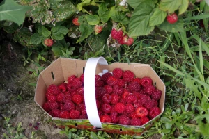 I proizvođači maline u USK dočekali svojih pet minuta?!
