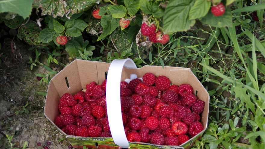 Tržištu nedostaje malina i lisičarki? Prinosi niži, cijena udvostručena
