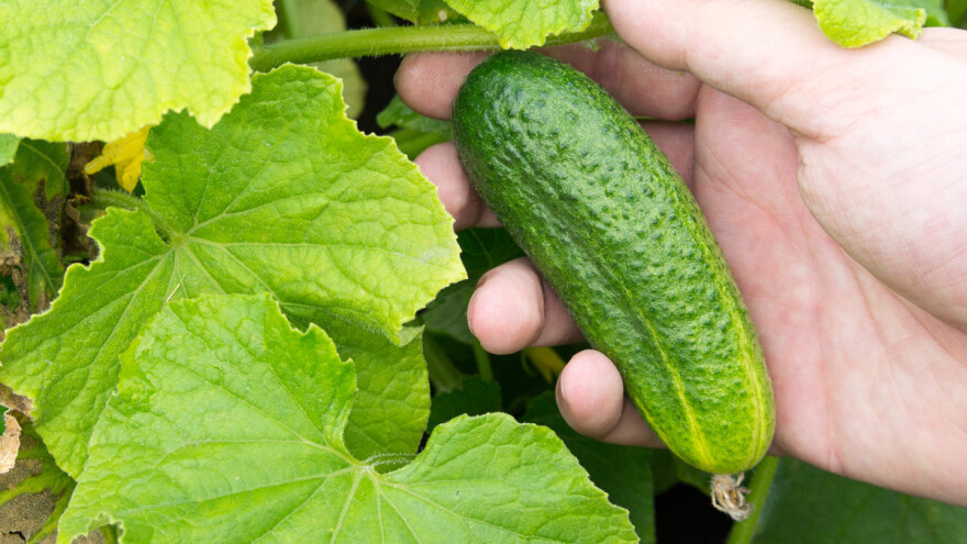 Krastavce zasijane u maju treba znati tetošiti i tijekom ljeta