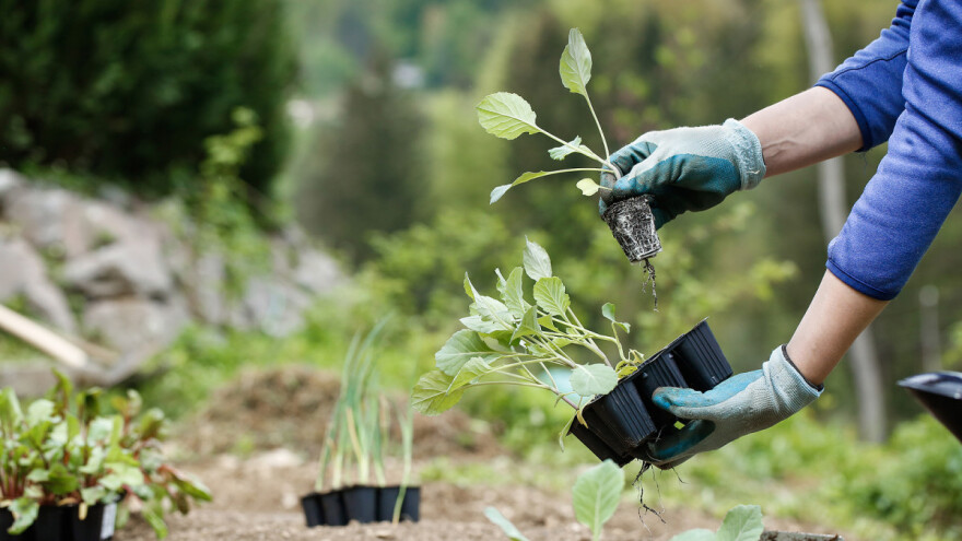 Poticaji: Obezbjeđeno 270 hiljada KM za poljoprivredu, u toku podnošenje zahtjeva