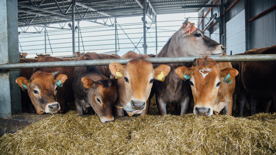 Pametna štala: Prima do 80 odsto više sunčeve energije