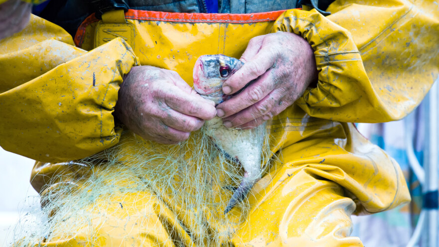 Hrvatska je velika uvoznica hrane, no u sektoru ribarstva bilježimo suficit u robnoj razmjeni!