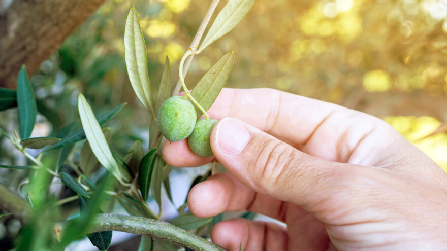 Koja su ljekovita svojstva lista masline?