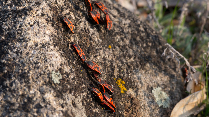 Stablima ne prijeti samo potkornjak, u Imotskom aleju lipa okupirale stjenice