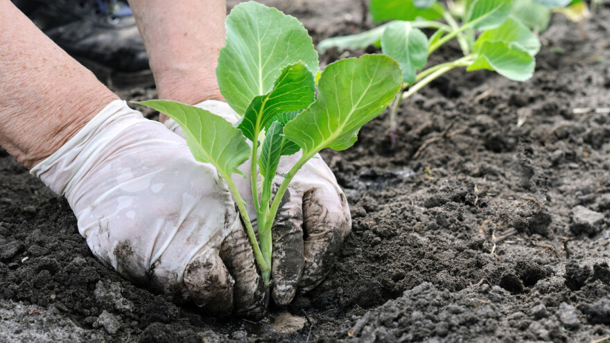 U toku je setva kupusa - obezbedite dovoljno vlage i zaštitite mlade biljke