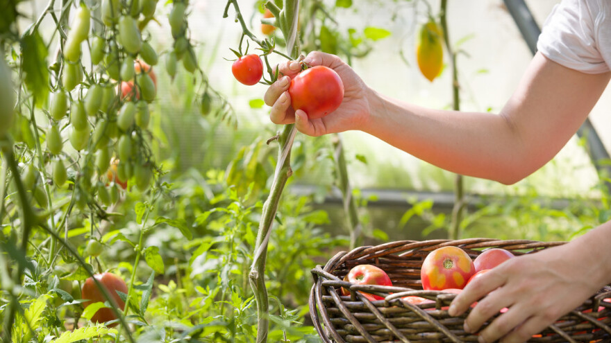 Organski uzgoj: Proizvođači sada na jednom mjestu mogu plasirati robu