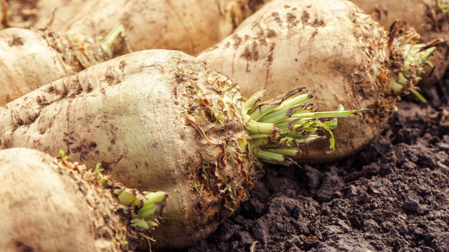 Ne prolazi kriza: Cijena šećera na najnižoj razini u posljednjih 12 godina!