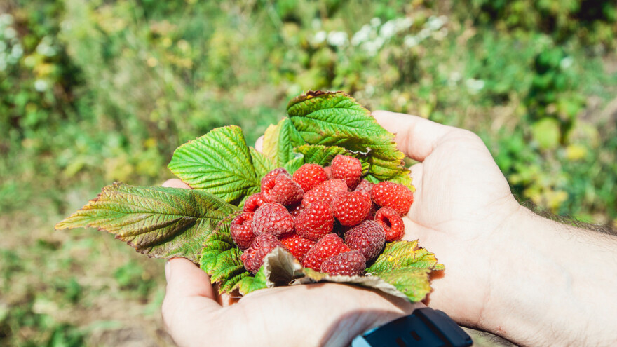 Ove godine dobra otkupna cijena maline kod nas zbog lošeg uroda u Poljskoj?