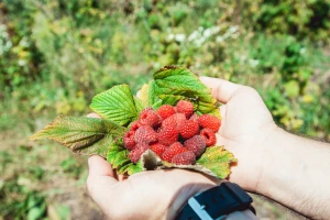 Sušni period uzrokovao veće gubitke u malinjacima od grada