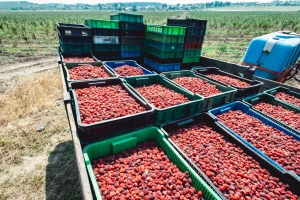 Otkupljivači ponudili cenu maline od 100 dinara