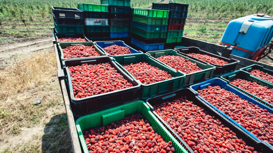 Otkupljivači ponudili cenu maline od 100 dinara