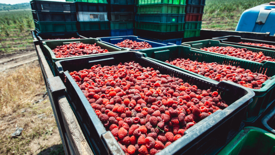 Japanci zainteresovani za srpsku malinu