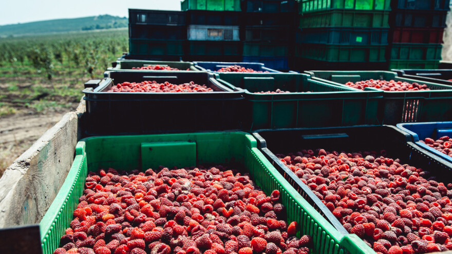 Cijena maline izašla na 5KM, a tek je početak sezone?!