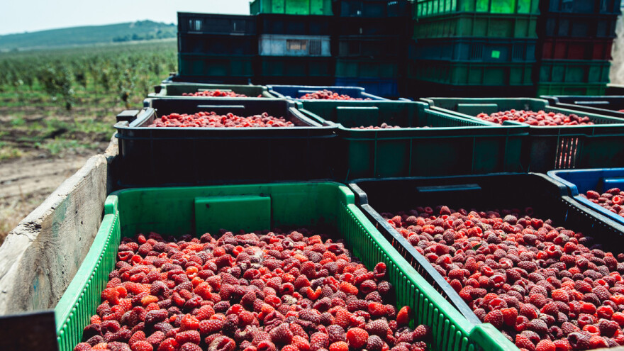 Malinari: Imamo kvalitet i svetsko tržište, ali nemamo količinu?
