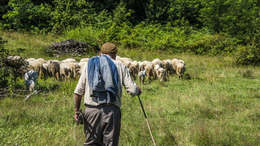 Isplati li se posao pastira?!