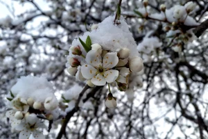 Oštećeno voće - dodatna opasnost od smenjivanja temperaturnih talasa