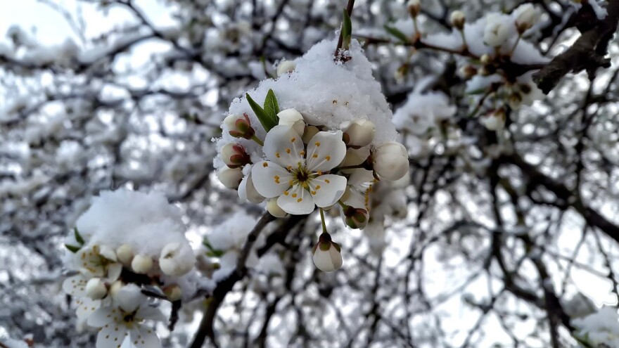 Oštećeno voće - dodatna opasnost od smenjivanja temperaturnih talasa