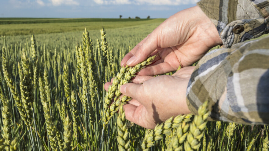 Najviše osam tona ječma po hektaru u Vojvodini