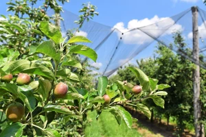 Podnožje Fruške Gore bogom dano za proizvodnju organske hrane