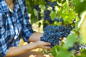 Podsticaji za podizanje voćnjaka, vinograda i hmeljarnika