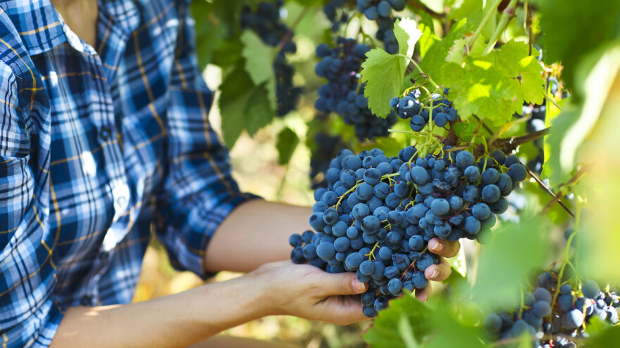 Podsticaji za podizanje voćnjaka, vinograda i hmeljarnika