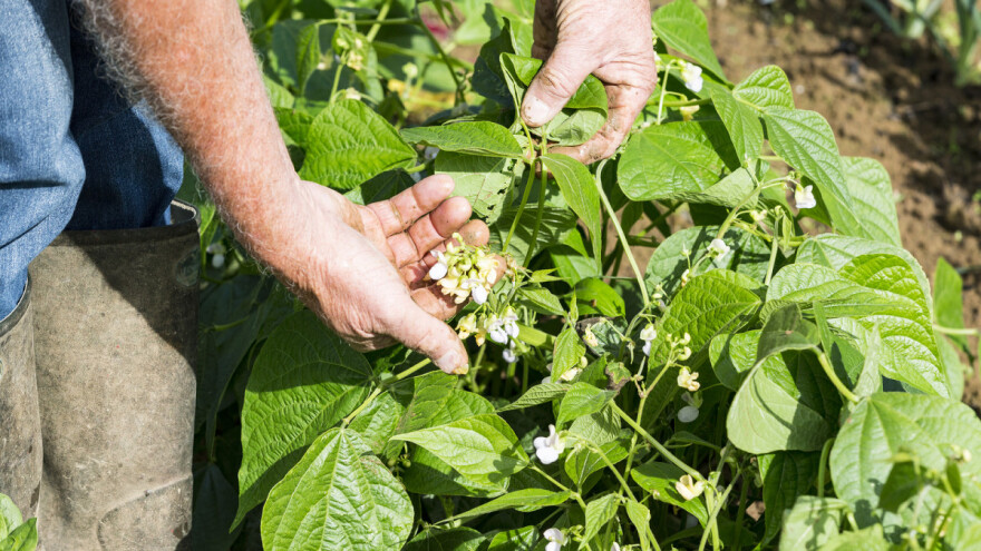 Najčešće greške povrtara u proizvodnji pasulja