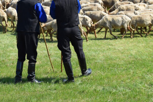 Potpore svinjogojcima, ovčarima i kozarima, oračima te vinogradarima i vinarima