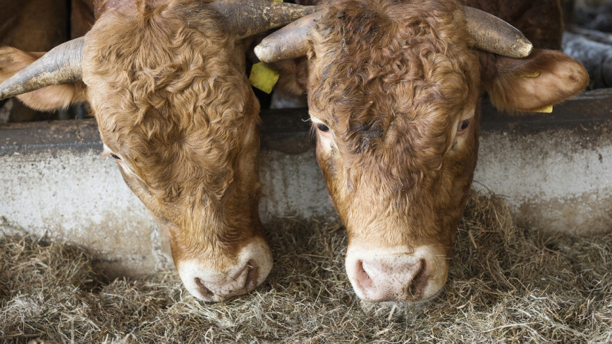 Tov junadi: Prirodni resursi nam stoje netaknuti, štale sve praznije, a milione trošimo na uvoz?!