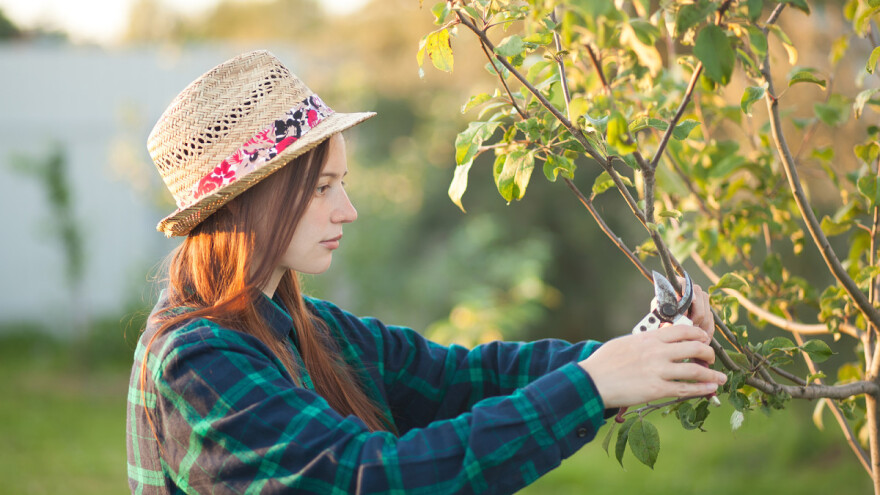 Do 1,5 miliona dinara za vojvođanske mlade poljoprivrednike