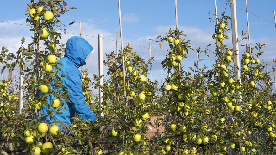 Misteriozno odumiru stabla jabuka u Americi - još uvijek se ne zna uzrok