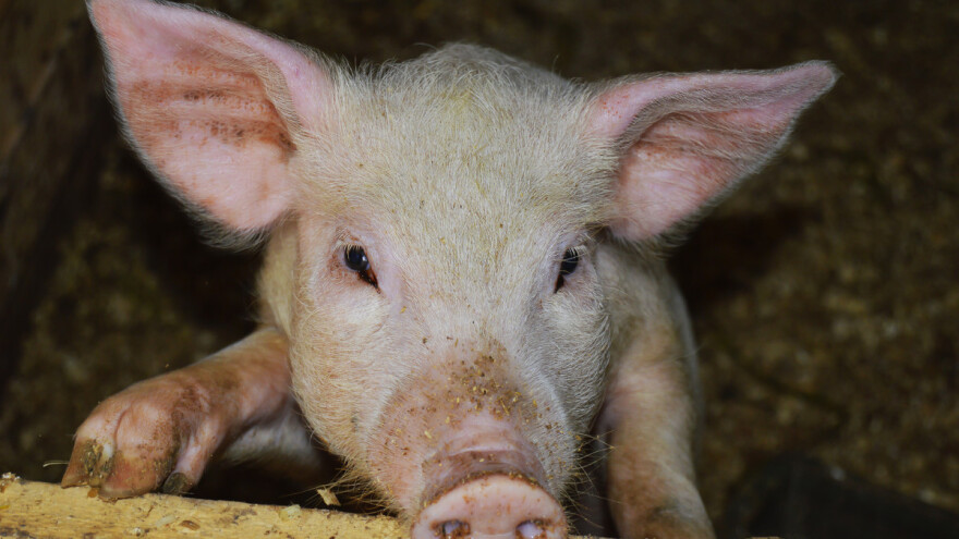 Provalili u svinjac i tukli životinje: Predstavili se kao aktivisti za njihovu zaštitu