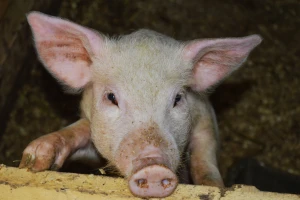 Uzgoj svinja, ovaca, koza i kopitara u porastu!