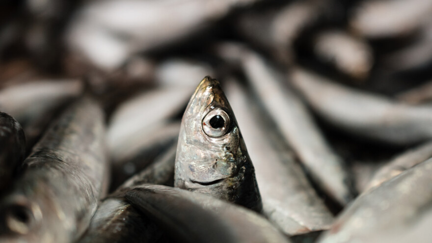 Sudjelujte u anketi: Tržišni standardi i proizvodi ribarstva i akvakulture