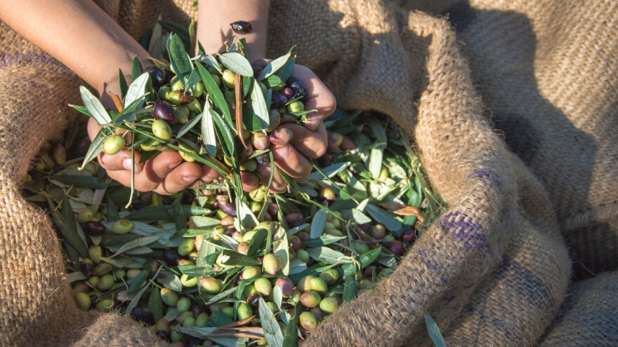 Određivanje tehnološke zrelosti maslina u njihovom području uzgoja - 6. preporuka