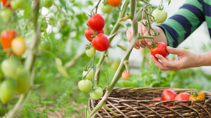 Sprječite oboljenja paradajza jednostavnim preventivnim mjerama