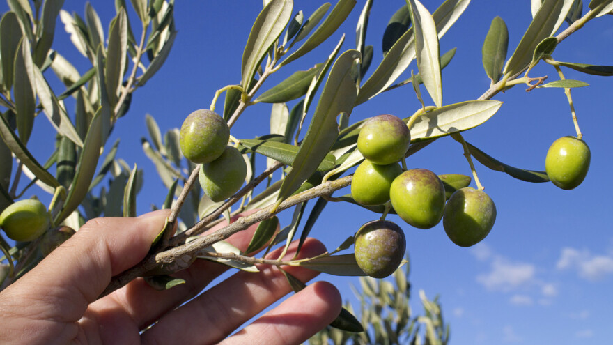 Sorte Oblica i Buža spremne su za branje