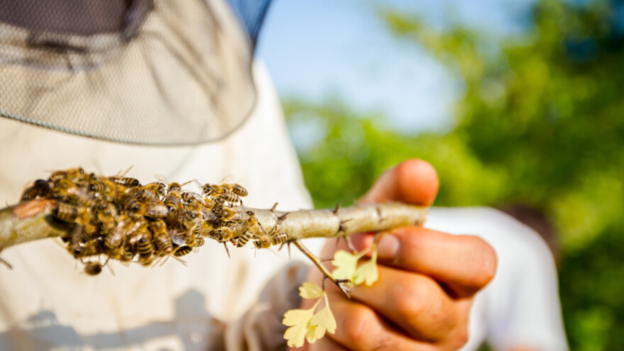 Nenad Milojević: Manje prijava za uginuće i trovanje pčela