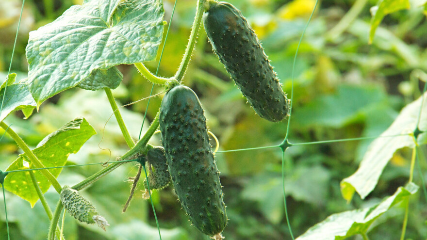 Ljeto zaborava za plasteničku proizvodnju, lošu sezonu najavio pipun, nastavile rajčice, paprika i krastavci