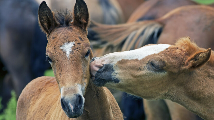 Zahtjeve za potpore sektoru konjogojstva podnesite do 31. siječnja!