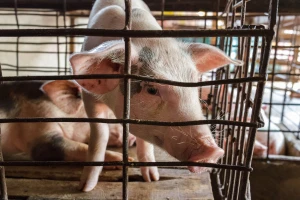 Zabrana prometa mesa na pijacama zbog Afričke kuge svinja