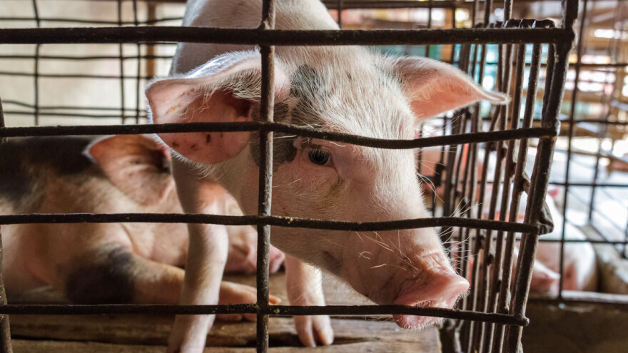 Vanjskotrgovinska razmjena s Mađarskom u proteklih pet godina povećana za više od 50%!