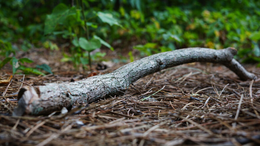 Zaustavljeno širenje smrekovog potkornjaka na području Gorskog kotara!