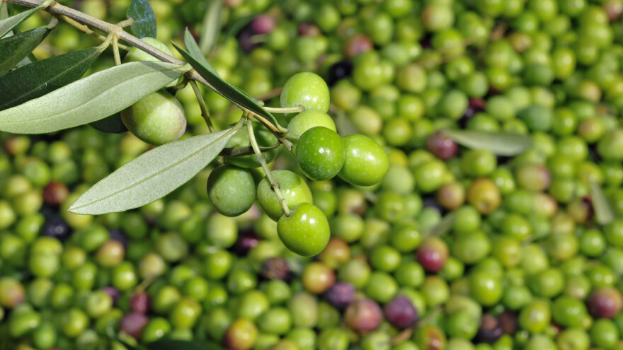 Gajanka - stara istarska sorta masline manje osjetljiva na većinu bolesti i štetnika