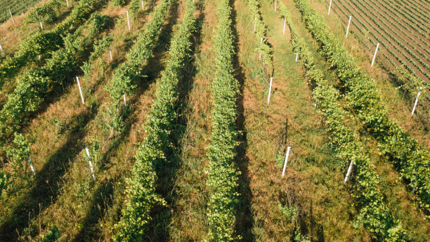 Zlatna žutica vinove loze može se dobro kontrolirati kombinacijom mjera