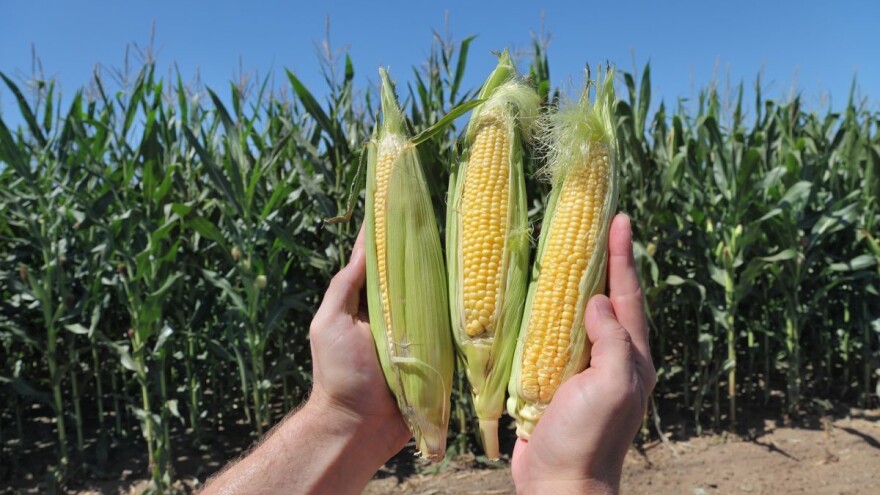 Uspeh Optimum® AQUAmax® hibrida