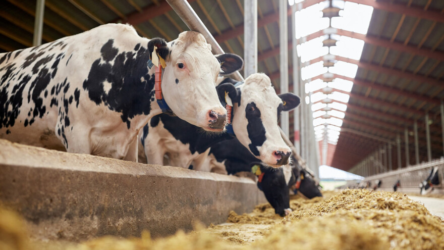 Za stočare i peradare koji nisu dobili Covid potpore osigurano više od 37 milijuna kuna