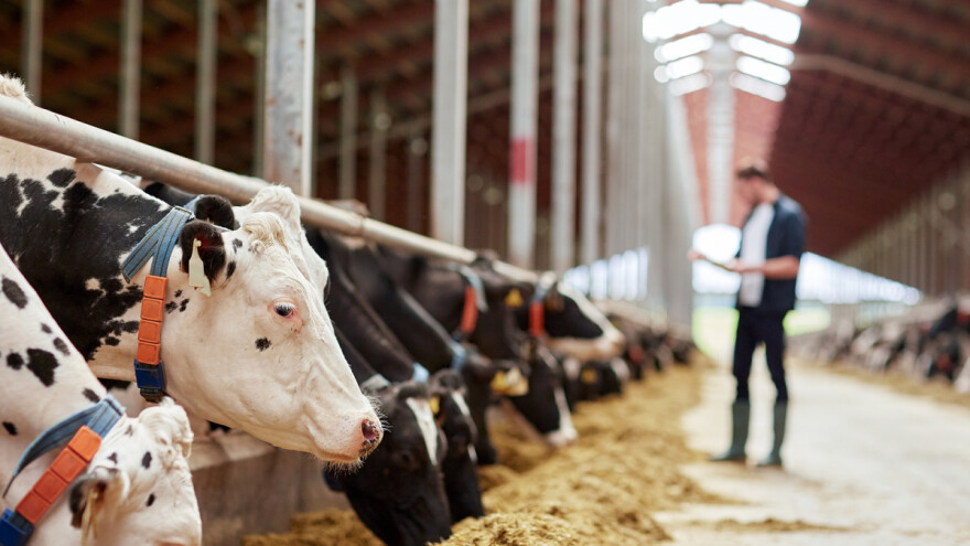 Kada i kako obaviti remont stada muznih krava?
