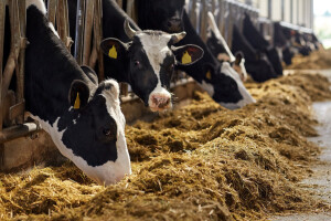 ZDK: Odobreno tri miliona KM mjera podrške farmerima